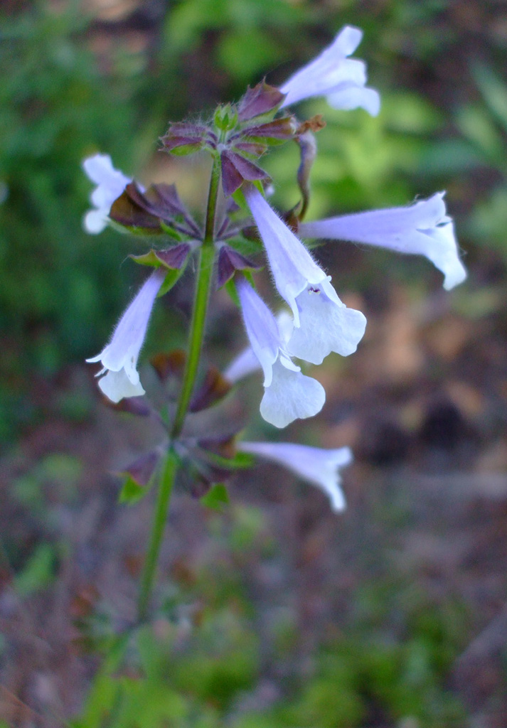 Salvia lyrata Lyreleaved Sage Prairie Moon Nursery